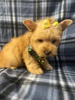 Daisy 🌼 , a female Yorkshire Terrier for sale in Houston, TX – 6 of 10
