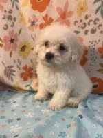 processed/cf4c3379-1f66-4adf-92eb-c4c4c84e5ae2/listing/98b56614-da08-4495-b238-7ae0366554cd/7958b506-536d-4232-994b-70399d0e5bbc