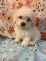 processed/cf4c3379-1f66-4adf-92eb-c4c4c84e5ae2/listing/98b56614-da08-4495-b238-7ae0366554cd/ca1ab502-296a-4abf-9058-e2177ebb4315