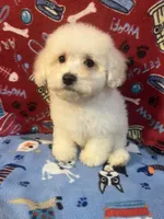 processed/cf4c3379-1f66-4adf-92eb-c4c4c84e5ae2/listing/98b56614-da08-4495-b238-7ae0366554cd/fe3f303f-2b5b-4366-bff1-356e1682d43f