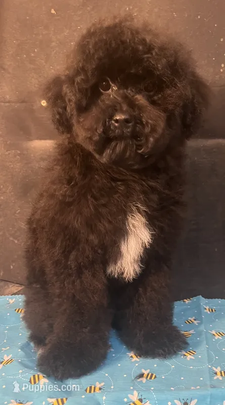 Smoke – Poodle - Miniature  puppy for sale in Houston, TX