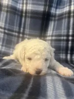 Puppy 2, a male Poodle - Miniature  for sale in Houston, TX – 5 of 5