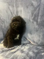 Smoke, a male Poodle - Miniature  for sale in Houston, TX – 7 of 9