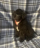 Smoke, a male Poodle - Miniature  for sale in Houston, TX – 7 of 10