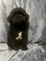 Smoke, a male Poodle - Miniature  for sale in Houston, TX – 5 of 9