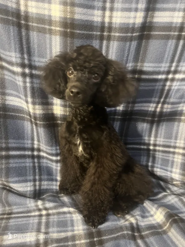 Smoke – Poodle - Miniature  puppy for sale in Houston, TX