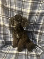 Smoke, a male Poodle - Miniature  for sale in Houston, TX – 6 of 9