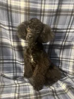 Smoke, a male Poodle - Miniature  for sale in Houston, TX – 1 of 9