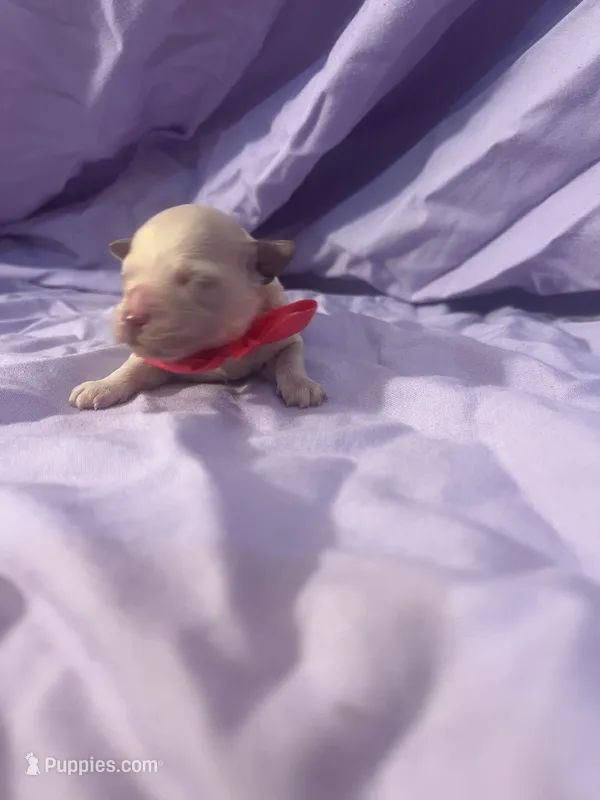 Baby girl 2 – Poodle - Miniature  puppy for sale in Houston, TX