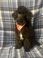 Smoke, a male Poodle - Miniature  for sale in Houston, TX – 8 of 10