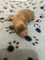Puppy girl 2, a female Yorkshire Terrier for sale in Houston, TX – 2 of 3