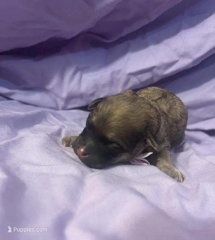 Baby girl 1 – Poodle - Miniature  puppy for sale in Houston, TX
