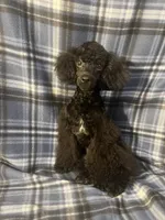 Smoke, a male Poodle - Miniature  for sale in Houston, TX – 8 of 9