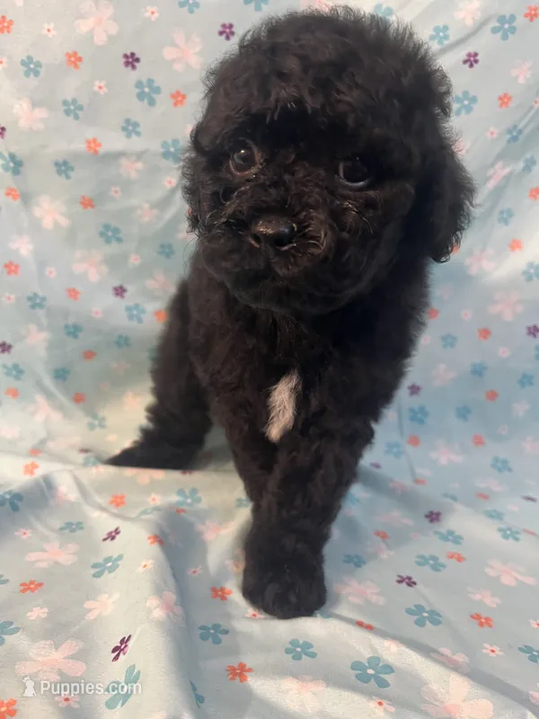 Smoke – Poodle - Miniature  puppy for sale in Houston, TX