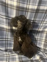 Smoke, a male Poodle - Miniature  for sale in Houston, TX – 3 of 10