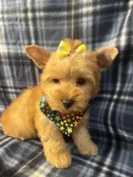 Daisy 🌼 , a female Yorkshire Terrier for sale in Houston, TX – 3 of 10