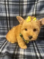 Daisy 🌼 , a female Yorkshire Terrier for sale in Houston, TX – 9 of 10