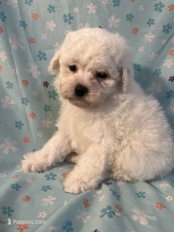 Cloud – Poodle - Miniature  puppy for sale in Houston, TX