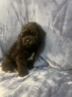 Smoke, a male Poodle - Miniature  for sale in Houston, TX – 4 of 9