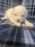 Puppy 2, a male Poodle - Miniature  for sale in Houston, TX – 1 of 5