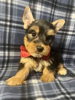 Major, a male Yorkshire Terrier for sale in Houston, TX – 7 of 9