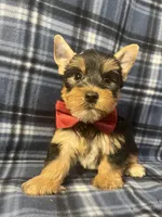 Major, a male Yorkshire Terrier for sale in Houston, TX – 4 of 9