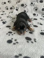 Puppy boy 2, a male Yorkshire Terrier for sale in Houston, TX – 2 of 2