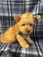 Daisy 🌼 , a female Yorkshire Terrier for sale in Houston, TX – 10 of 10