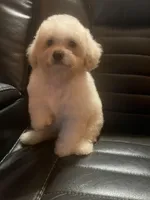 Fantasia, a female Poodle - Miniature  for sale in Houston, TX – Photo 8 of 8