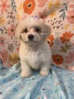 Fantasia, a female Poodle - Miniature  for sale in Houston, TX – Photo 3 of 8