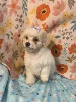 Fantasia, a female Poodle - Miniature  for sale in Houston, TX – Photo 1 of 8