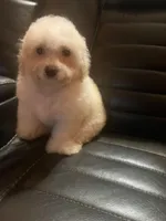 Fantasia, a female Poodle - Miniature  for sale in Houston, TX – Photo 7 of 8