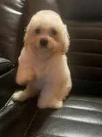 Fantasia, a female Poodle - Miniature  for sale in Houston, TX – Photo 6 of 8