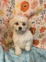 Fantasia, a female Poodle - Miniature  for sale in Houston, TX – Photo 4 of 8
