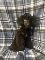 Smoke, a male Poodle - Miniature  for sale in Houston, TX – 4 of 10