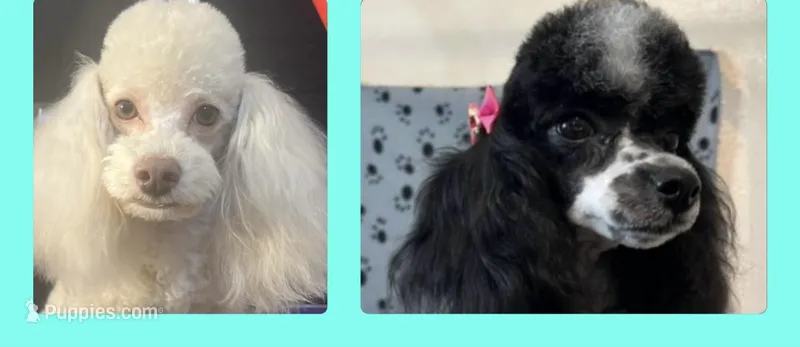 Rose and Charlie  – Poodle - Miniature  puppy for sale in Houston, TX