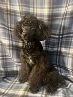 Smoke, a male Poodle - Miniature  for sale in Houston, TX – 4 of 9