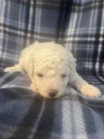 Puppy 2, a male Poodle - Miniature  for sale in Houston, TX – 2 of 5