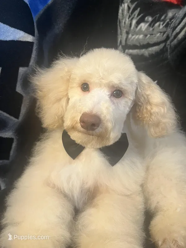 SABLE – Poodle - Miniature  puppy for sale in Houston, TX