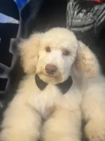 SABLE, a male Poodle - Miniature  for sale in Houston, TX – Photo 8 of 10