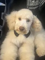 SABLE, a male Poodle - Miniature  for sale in Houston, TX – Photo 2 of 10