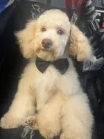 SABLE, a male Poodle - Miniature  for sale in Houston, TX – Photo 4 of 10