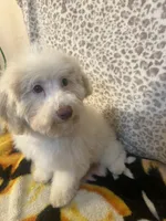 FIRE, a male Poodle - Miniature  for sale in Houston, TX – Photo 3 of 10
