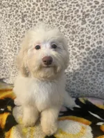 FIRE, a male Poodle - Miniature  for sale in Houston, TX – Photo 4 of 10