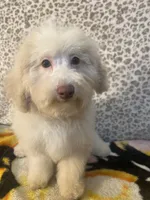 FIRE, a male Poodle - Miniature  for sale in Houston, TX – Photo 6 of 10