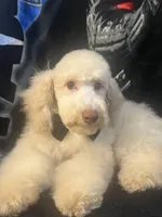 SABLE, a male Poodle - Miniature  for sale in Houston, TX – Photo 9 of 10