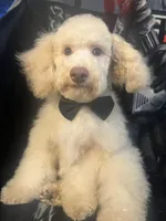 SABLE, a male Poodle - Miniature  for sale in Houston, TX – Photo 6 of 10