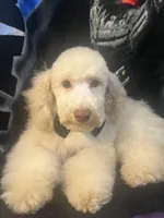 SABLE, a male Poodle - Miniature  for sale in Houston, TX – Photo 7 of 10