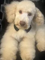 SABLE, a male Poodle - Miniature  for sale in Houston, TX – Photo 3 of 10