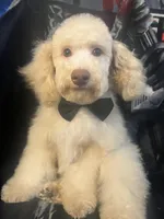 SABLE, a male Poodle - Miniature  for sale in Houston, TX – Photo 5 of 10